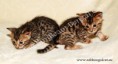 /album/litter-a/adonis-www-esbbengalcat-3-jpg1/